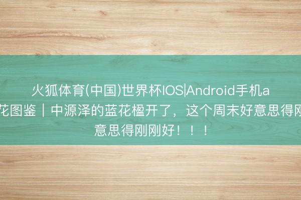 火狐体育(中国)世界杯IOS|Android手机app下载 赏花图鉴｜中源泽的蓝花楹开了，这个周末好意思得刚刚好！！！