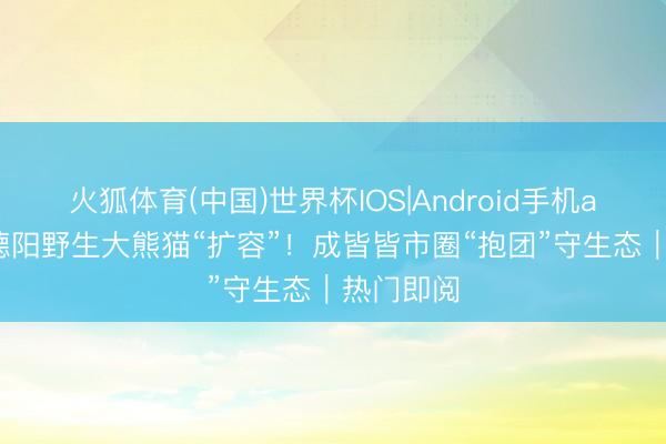 火狐体育(中国)世界杯IOS|Android手机app下载 德阳野生大熊猫“扩容”！成皆皆市圈“抱团”守生态｜热门即阅